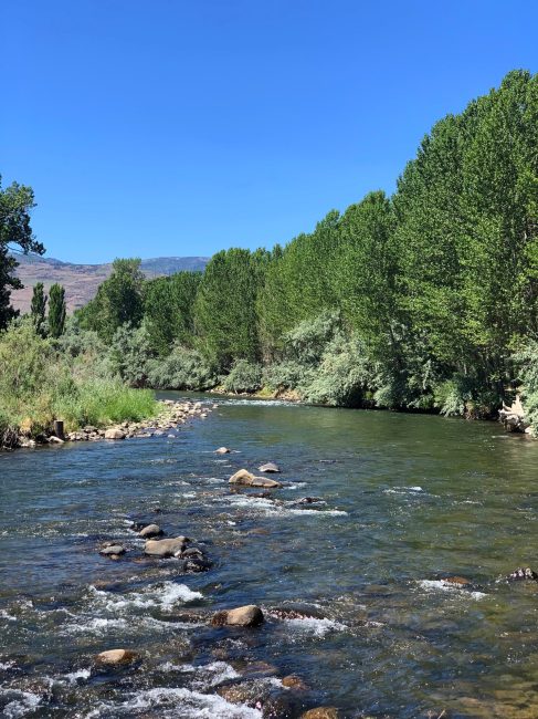 Photo of the Truckee River with green trees and foliage on both sides of the river, with small rocks protruding. Blue clear sky with some mountains visible in the distance.